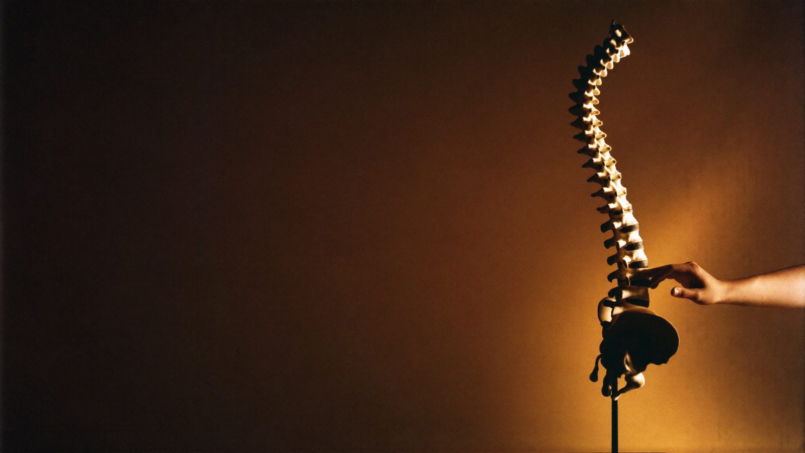 An anatomical model of the human spine, a hand resting against one lumbar vertebra